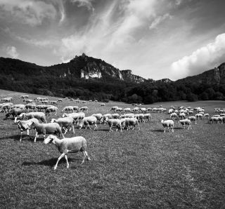 SIBIRKY® ovečky 🐑🐑🐑 #socks #sibirky #merino #ponozky