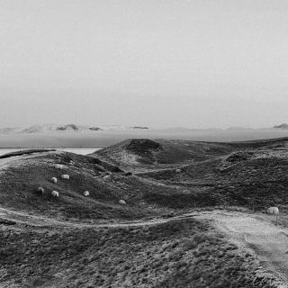 SIBIRKY® ovečky #merino #sheep #sibirky